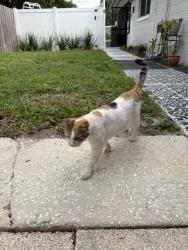 Found/Stray Female Cat last seen lake howell road, Winter Park, FL 32792