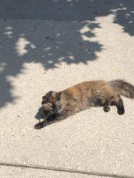 Found/Stray Female Cat last seen Near block of 2nd Street, Menasha, WI 54956