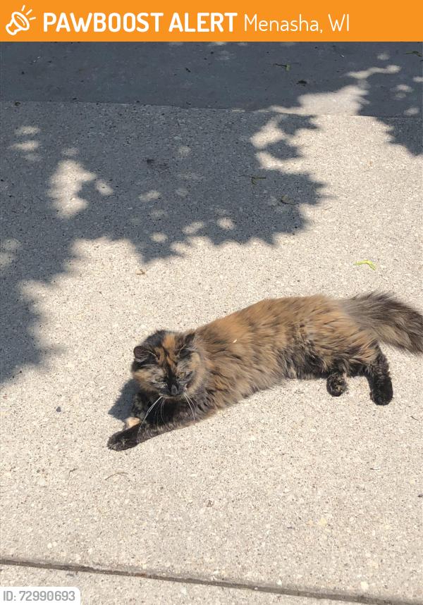 Found/Stray Female Cat last seen Near block of 2nd Street, Menasha, WI 54956