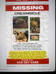 Reunited Male Cat last seen Suder ave, Toledo, OH 43611