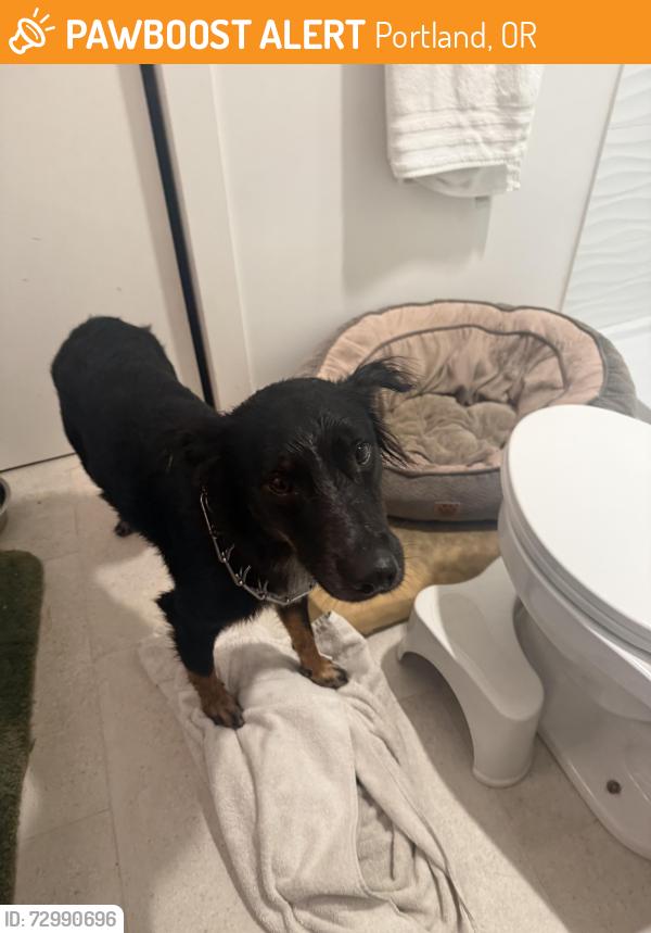 Found/Stray Male Dog last seen Pulled from the river 3 AM, Portland, OR 97202