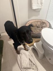 Found/Stray Male Dog last seen Pulled from the river 3 AM, Portland, OR 97202