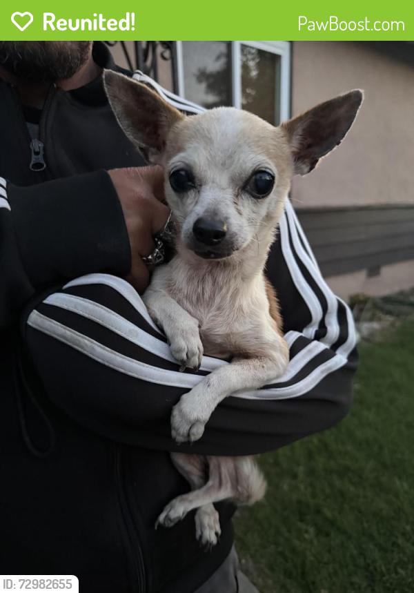 Reunited Female Dog last seen Dermody @ Drew, Ashland, CA 94580