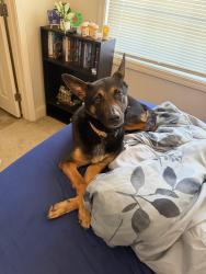 Lost Male Dog last seen Volturno, Fayetteville, NC 28307