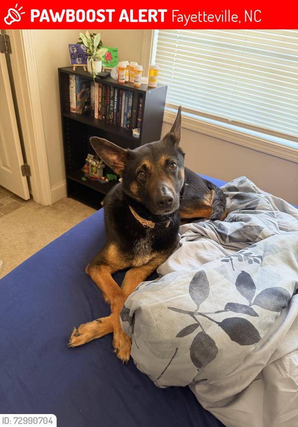 Lost Male Dog last seen Volturno, Fayetteville, NC 28307