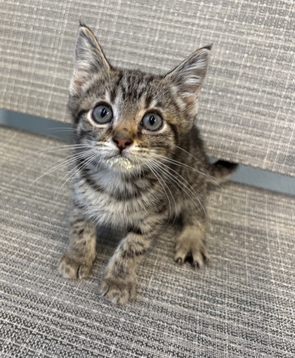 Shelter Stray Female Cat last seen Near Business Park Dr, Rancho Cordova, CA, 6201 Florin Perkins Rd, Sacramento, CA 95828, USA