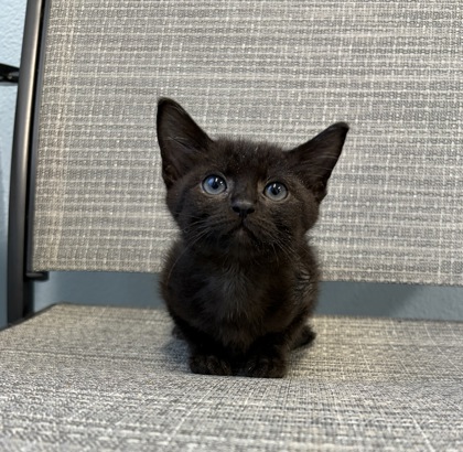 Shelter Stray Male Cat last seen Near Business Park Dr, Rancho Cordova, CA, 6201 Florin Perkins Rd, Sacramento, CA 95828, USA