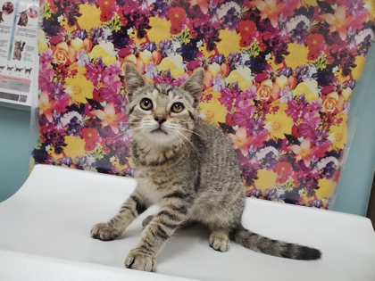 Shelter Stray Female Cat last seen Warrington Rd, 43612, OH, 827 Illinois Ave, Maumee, OH 43537, USA