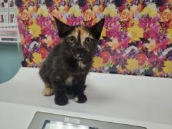 Shelter Stray Female Cat last seen Warrington Rd, 43612, OH, 827 Illinois Ave, Maumee, OH 43537, USA