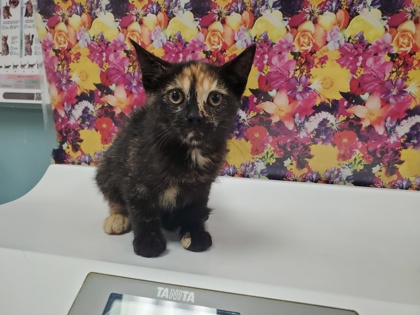 Shelter Stray Female Cat last seen Warrington Rd, 43612, OH, 827 Illinois Ave, Maumee, OH 43537, USA
