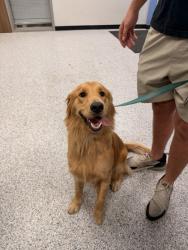 Shelter Stray Female Dog last seen Near lucelle, Zone 4, TX, 8755 Farm to Market 1516, Converse, TX 78109, USA
