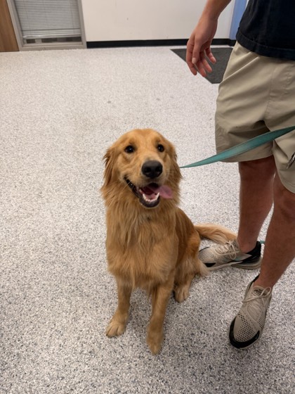 Shelter Stray Female Dog last seen Near lucelle, Zone 4, TX, 8755 Farm to Market 1516, Converse, TX 78109, USA