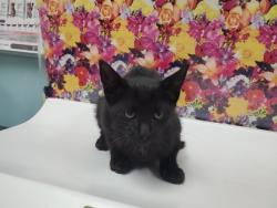 Shelter Stray Female Cat last seen Warrington Rd, 43612, OH, 827 Illinois Ave, Maumee, OH 43537, USA