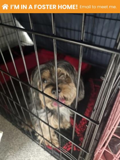 Shelter Stray Female Dog last seen Near Moreland Ave, 21216, MD, 301 Stockholm St, Baltimore, MD 21230, USA