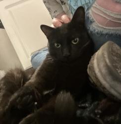 Found/Stray Male Cat last seen Vegas and rainbow. Discus drive. , Las Vegas, NV 89108