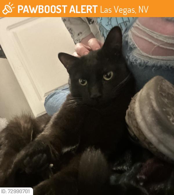 Found/Stray Male Cat last seen Vegas and rainbow. Discus drive. , Las Vegas, NV 89108