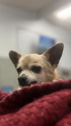 Shelter Stray Male Dog last seen wells rd and rocky ridge, Madera County, CA, 205 Tozer St, Madera, CA 93638, USA