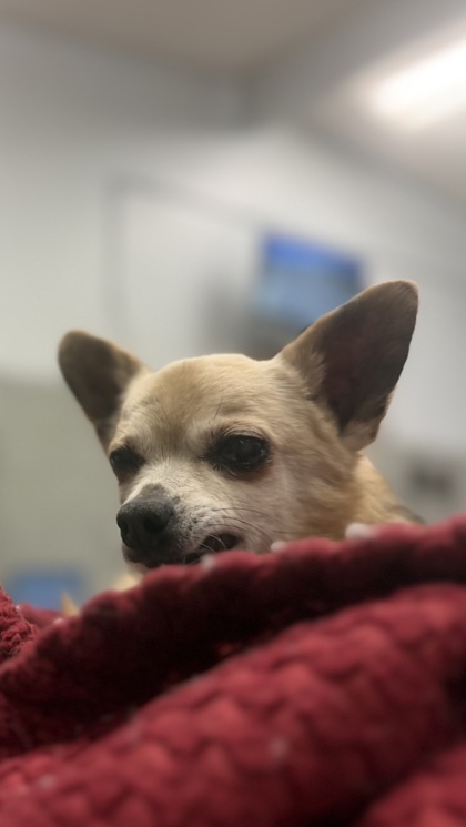 Shelter Stray Male Dog last seen wells rd and rocky ridge, Madera County, CA, 205 Tozer St, Madera, CA 93638, USA