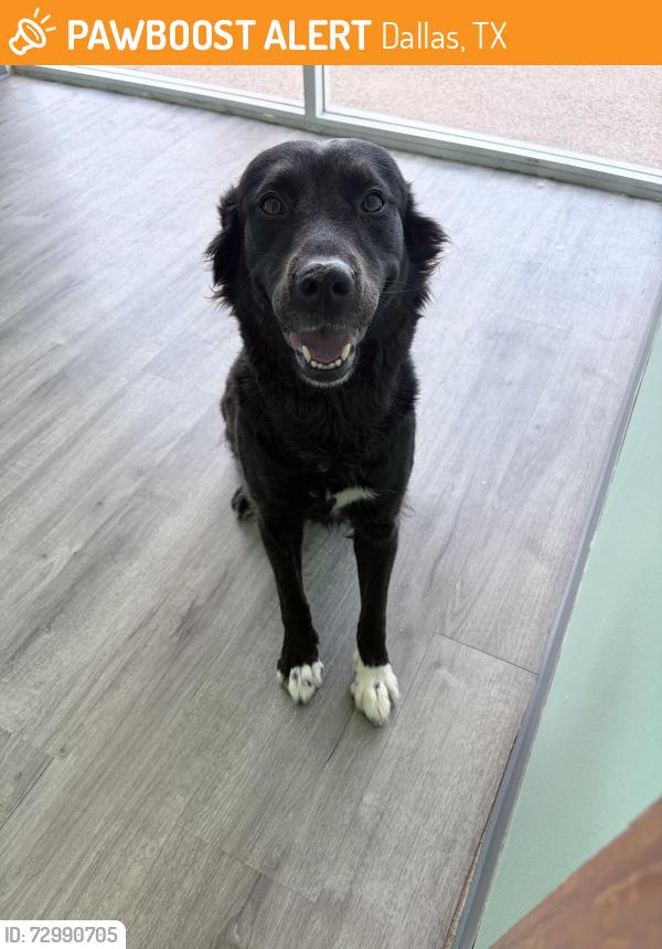 Found/Stray Female Dog last seen Audelia and walnut st, Dallas, TX 75238