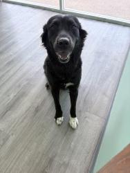 Found/Stray Female Dog last seen Audelia and walnut st, Dallas, TX 75238