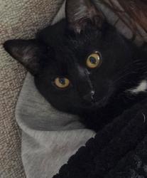 Reunited Female Cat last seen Carmel City Center apmts , Carmel, IN 46032