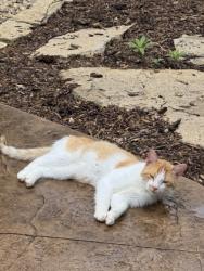 Shelter Stray Male Cat last seen Near yelk road, Marshall, Marshall, Village of, WI, 5132 Voges Rd, Madison, WI 53718, USA