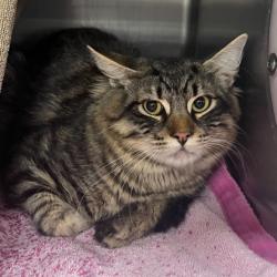 Shelter Stray Male Cat last seen Interlaken Pass & Crawling Stone Rd, Madison, WI, Madison 7, City of, , 5132 Voges Rd, Madison, WI 53718, USA