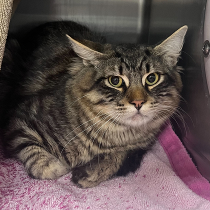 Shelter Stray Male Cat last seen Interlaken Pass & Crawling Stone Rd, Madison, WI, Madison 7, City of, , 5132 Voges Rd, Madison, WI 53718, USA