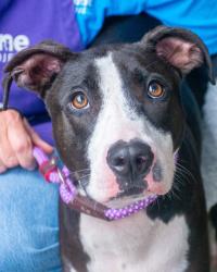 Shelter Stray Male Dog last seen Near Brookcrest Circle, Decatur 30032, 30032, GA, 3280 Chamblee Dunwoody Rd, Chamblee, GA 30341, USA