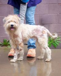 Shelter Stray Male Dog last seen Near Covington Highway, Decatur 30035, 30035, GA, 3280 Chamblee Dunwoody Rd, Chamblee, GA 30341, USA