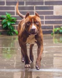 Shelter Stray Male Dog last seen Near College Avenue, 30021, GA, 3280 Chamblee Dunwoody Rd, Chamblee, GA 30341, USA