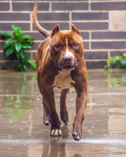 Shelter Stray Male Dog last seen Near College Avenue, 30021, GA, 3280 Chamblee Dunwoody Rd, Chamblee, GA 30341, USA