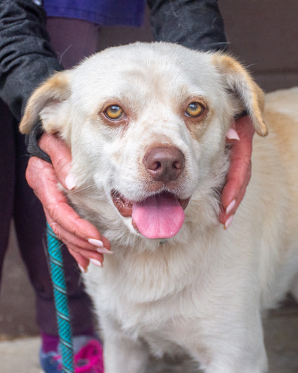 Shelter Stray Male Dog last seen Near Stewart Rd, 30340, GA, 3280 Chamblee Dunwoody Rd, Chamblee, GA 30341, USA