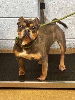 Shelter Stray Female Dog last seen Near Montreal Way, Tucker, GA 30084, 30084, GA, 3280 Chamblee Dunwoody Rd, Chamblee, GA 30341, USA