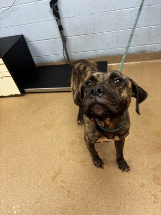 Shelter Stray Female Dog last seen Near Rankin St., Stone Mountain, GA 30083, 30083, GA, 3280 Chamblee Dunwoody Rd, Chamblee, GA 30341, USA