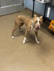Shelter Stray Female Dog last seen Long Dr & McAfee RdCandler-McAfee, GA 30032, 30032, GA, 3280 Chamblee Dunwoody Rd, Chamblee, GA 30341, USA