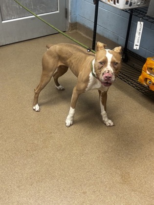 Shelter Stray Female Dog last seen Long Dr & McAfee RdCandler-McAfee, GA 30032, 30032, GA, 3280 Chamblee Dunwoody Rd, Chamblee, GA 30341, USA