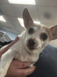 Shelter Stray Female Dog last seen Near Woodcastle Ln SE, ATL GA 30316, 30316, GA, 3280 Chamblee Dunwoody Rd, Chamblee, GA 30341, USA