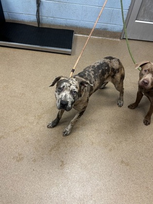 Shelter Stray Female Dog last seen , , GA, 3280 Chamblee Dunwoody Rd, Chamblee, GA 30341, USA