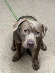 Shelter Stray Female Dog last seen , , GA, 3280 Chamblee Dunwoody Rd, Chamblee, GA 30341, USA