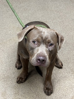 Shelter Stray Female Dog last seen , , GA, 3280 Chamblee Dunwoody Rd, Chamblee, GA 30341, USA