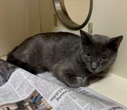 Shelter Stray Male Cat last seen Near Wilmont Dr NE, Brookhaven, GA 30329, 30329, GA, 3280 Chamblee Dunwoody Rd, Chamblee, GA 30341, USA