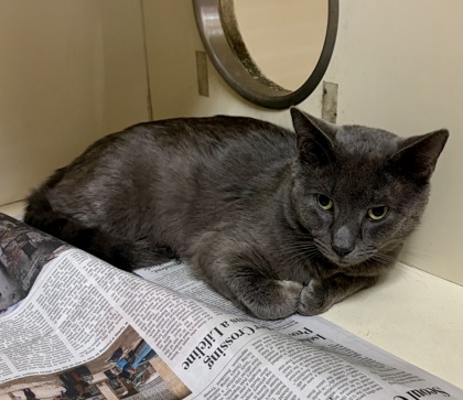 Shelter Stray Male Cat last seen Near Wilmont Dr NE, Brookhaven, GA 30329, 30329, GA, 3280 Chamblee Dunwoody Rd, Chamblee, GA 30341, USA