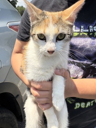 Shelter Stray Female Cat last seen Near Velma Ct Ellenwood Georgia 30294, 30294, GA, 3280 Chamblee Dunwoody Rd, Chamblee, GA 30341, USA
