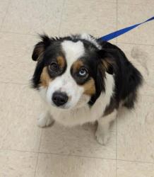 Shelter Stray Female Dog last seen Near blk Bacus Road, Skagit County, WA, 18911 Kelleher Rd, Burlington, WA 98233, USA