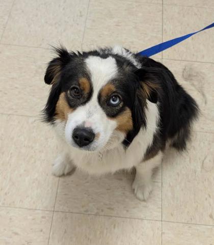 Shelter Stray Female Dog last seen Near blk Bacus Road, Skagit County, WA, 18911 Kelleher Rd, Burlington, WA 98233, USA
