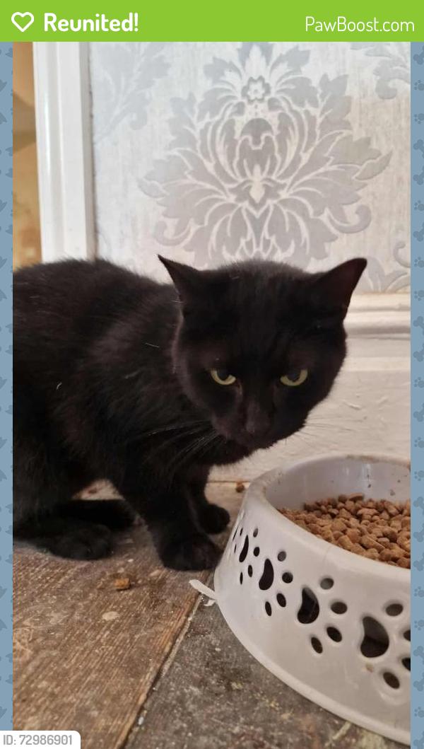 Reunited Female Cat last seen The Courtyard, Taylor Avenue, Northampton, England 