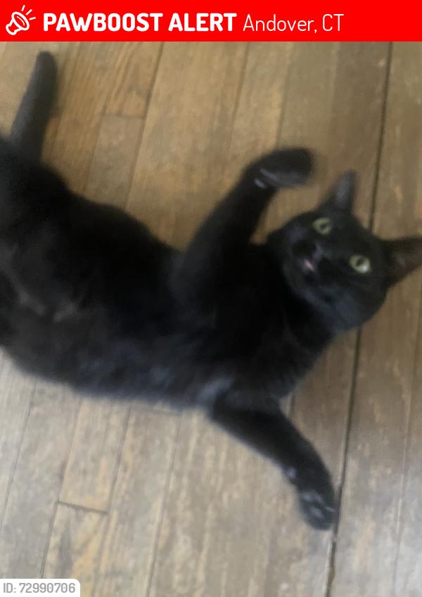 Lost Female Cat last seen Lakeview Dr, Andover, CT 06232