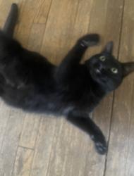 Lost Female Cat last seen Lakeview Dr, Andover, CT 06232