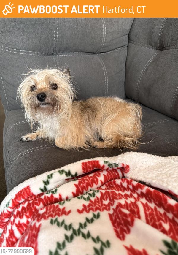 Found/Stray Unknown Dog last seen Russ street , Hartford, CT 06106